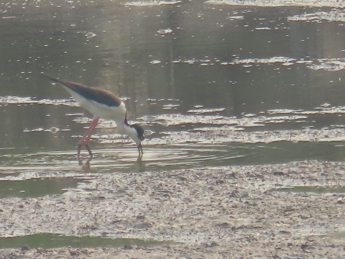 Black-necked Stilt - ML619231177