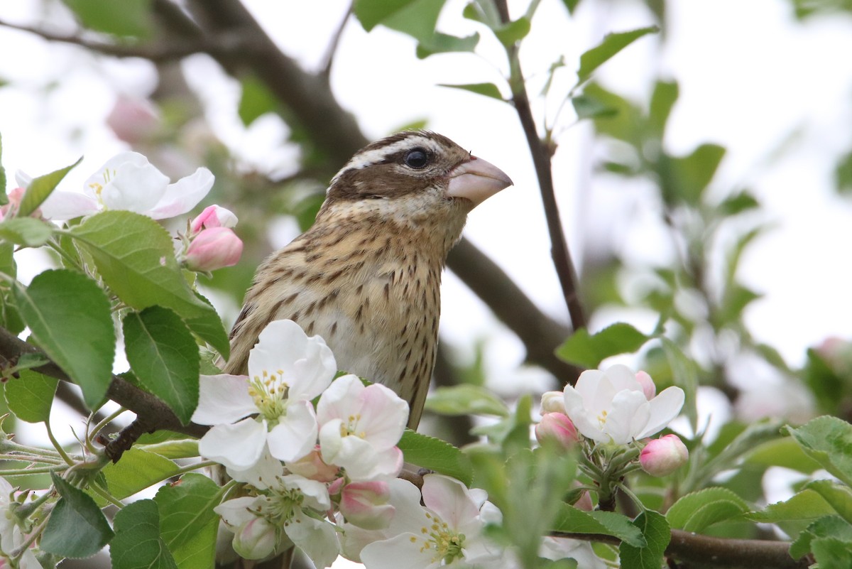 Rose-breasted Grosbeak - ML619231186