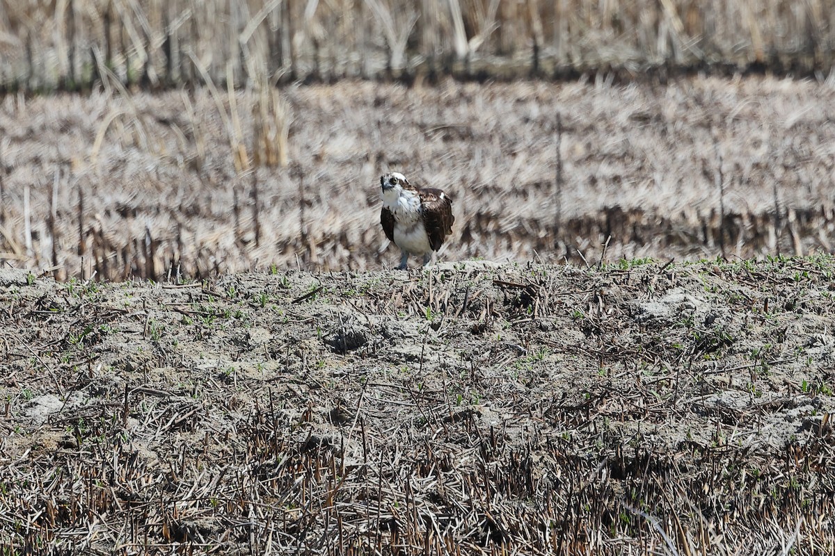 Osprey - ML619231203