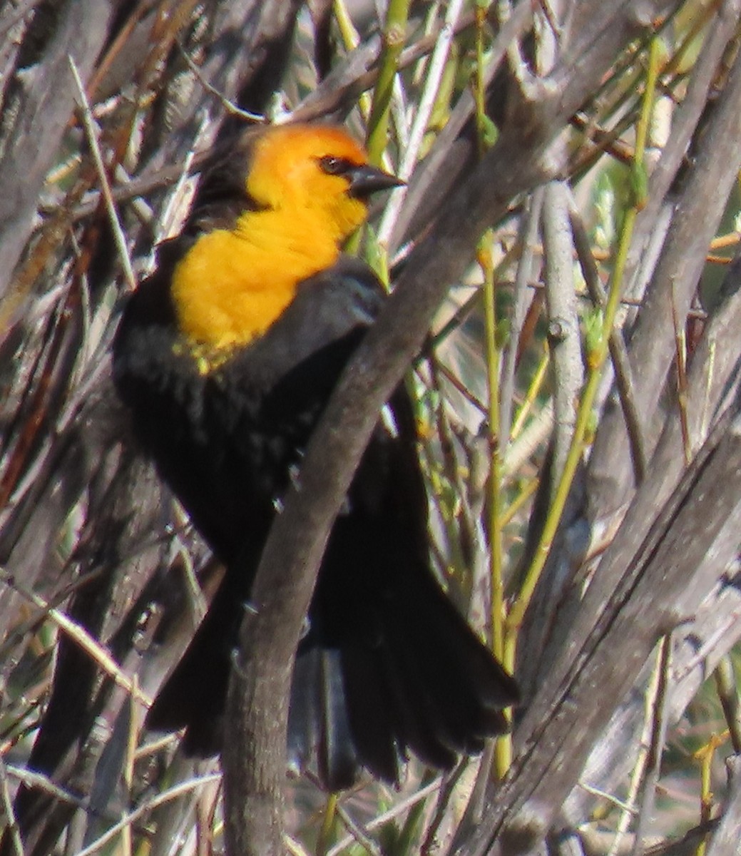 Yellow-headed Blackbird - Catherine Hagen