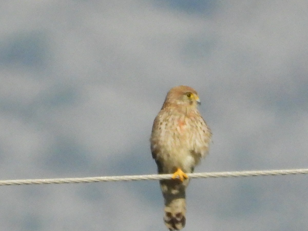 Lesser Kestrel - Pablo García