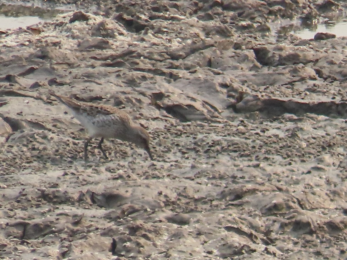 White-rumped Sandpiper - ML619231219