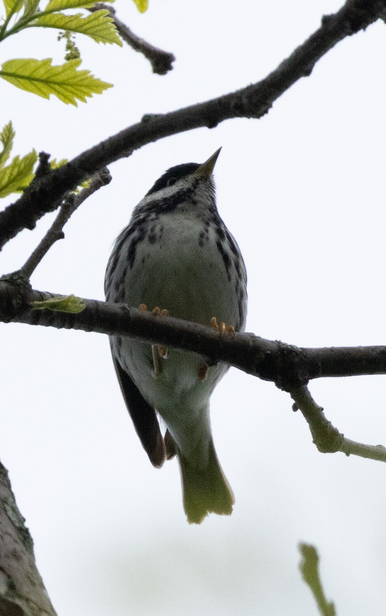 Blackpoll Warbler - ML619231221