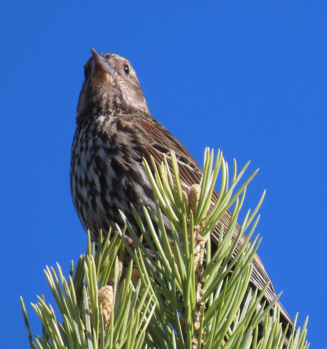 Red-winged Blackbird - Catherine Hagen