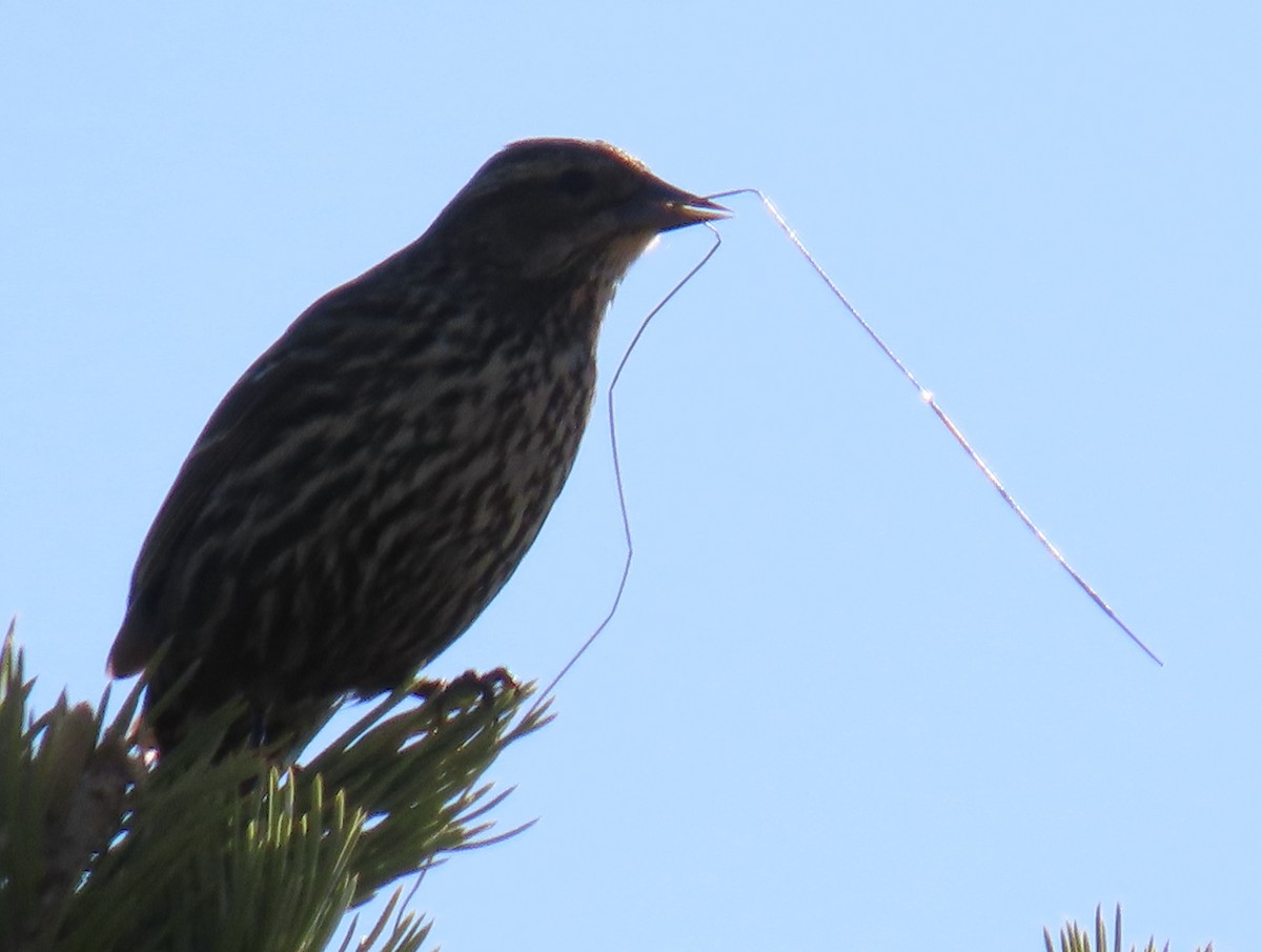 Red-winged Blackbird - Catherine Hagen