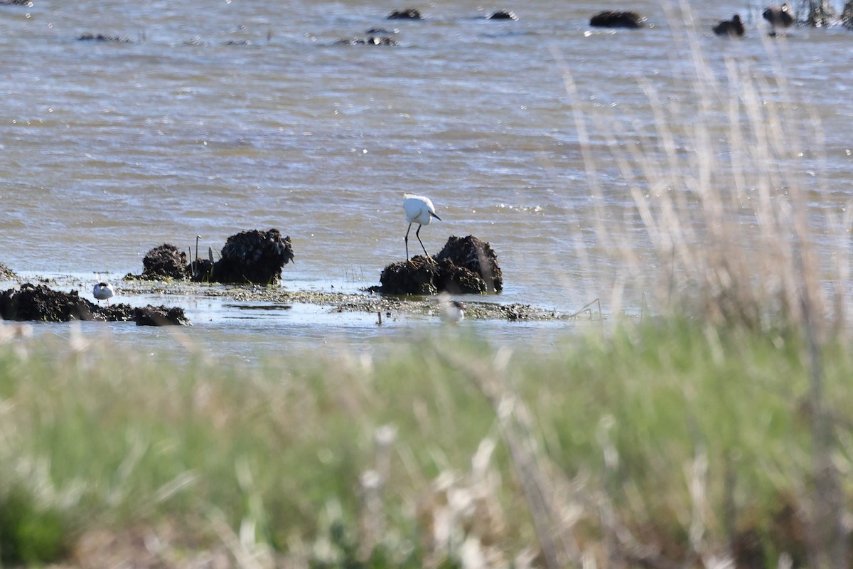 Snowy Egret - ML619231236