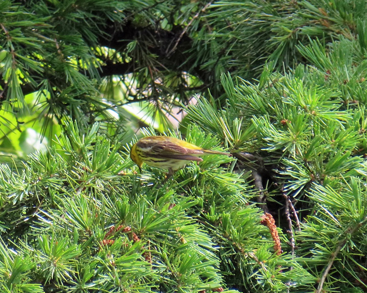 Cape May Warbler - ML619231239