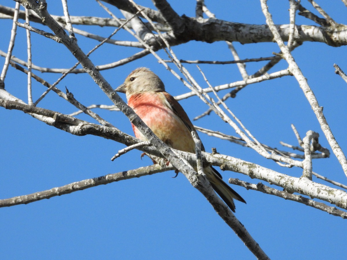 Eurasian Linnet - Pablo García