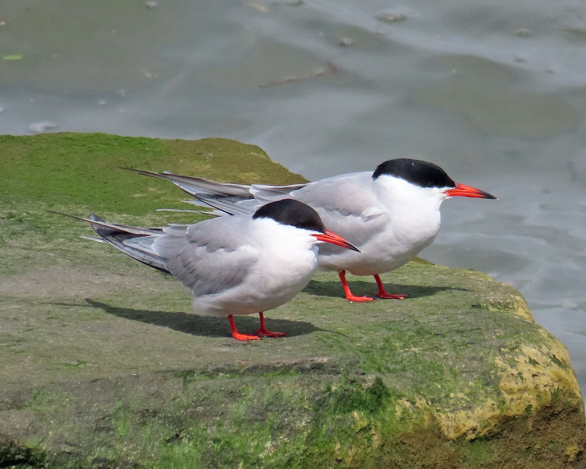 Common Tern - Andrea Evans