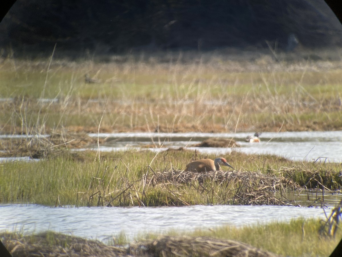 Sandhill Crane - ML619231261