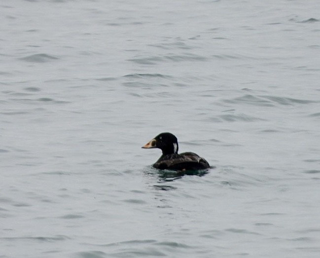 Surf Scoter - ML619231262