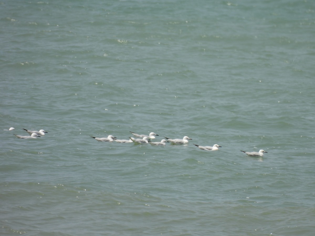 Slender-billed Gull - ML619231266