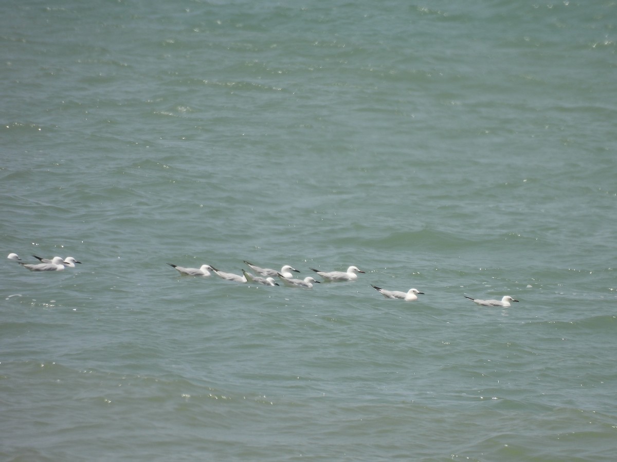 Slender-billed Gull - ML619231267