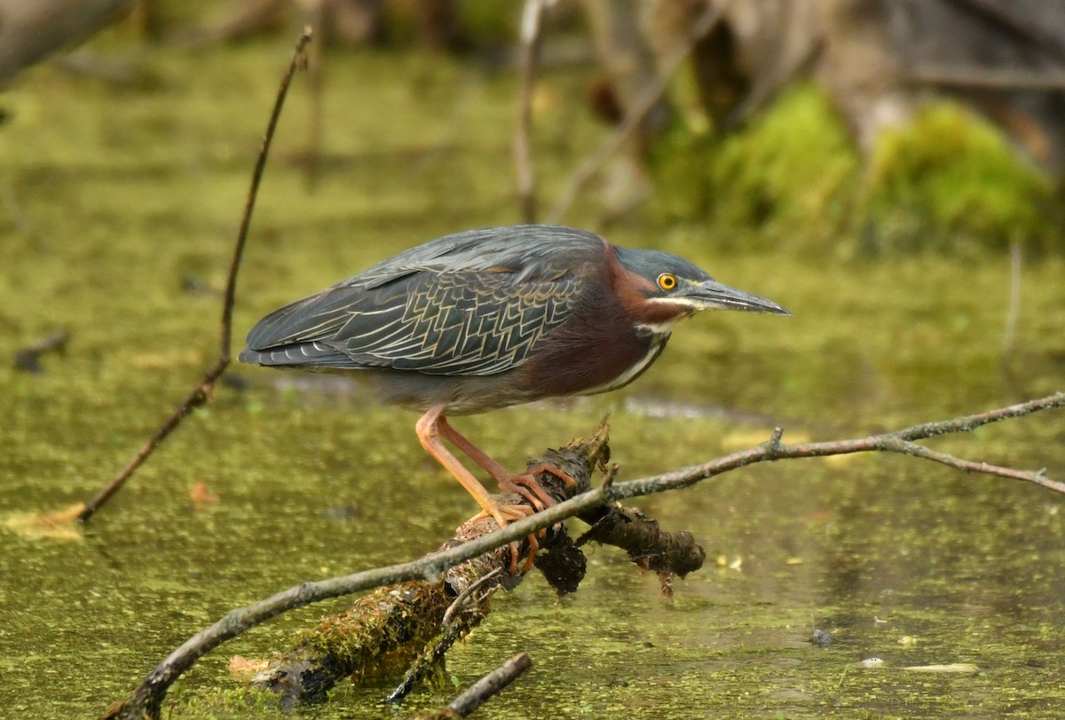 Green Heron - Wayne Grubert