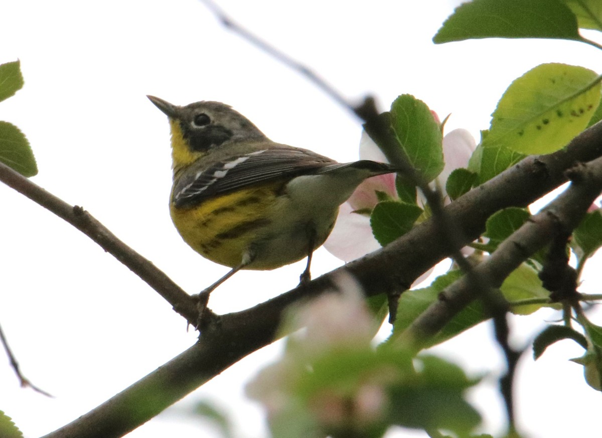 Magnolia Warbler - ML619231286