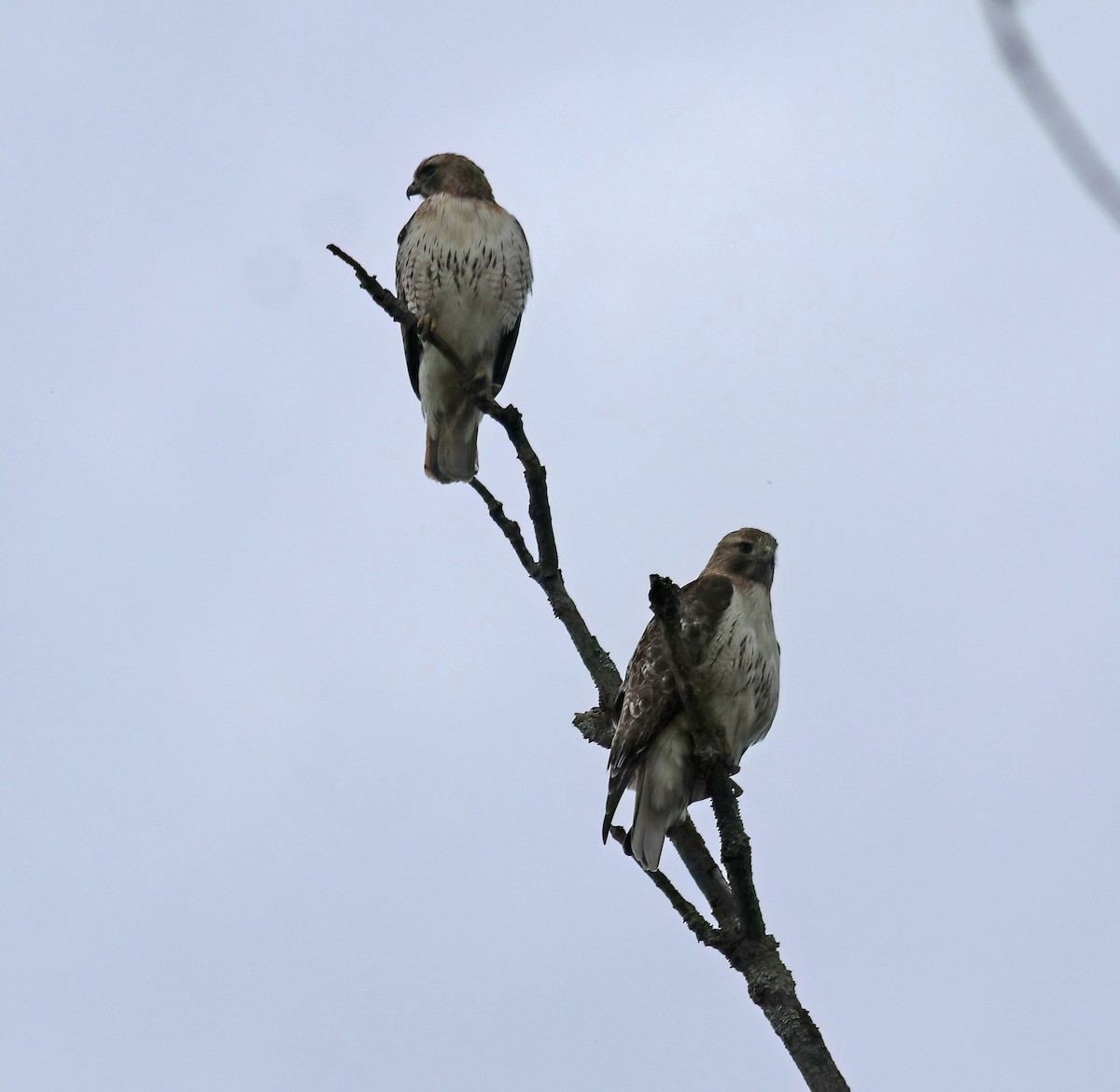 Red-tailed Hawk - Daniel Loss