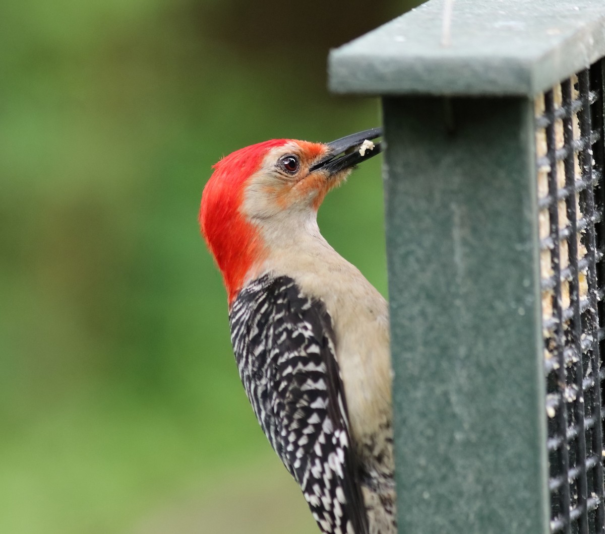 Red-bellied Woodpecker - Daniel Loss