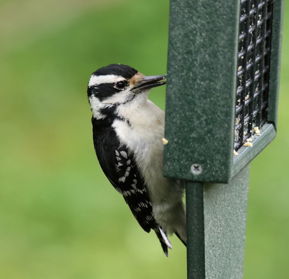 Hairy Woodpecker - Daniel Loss