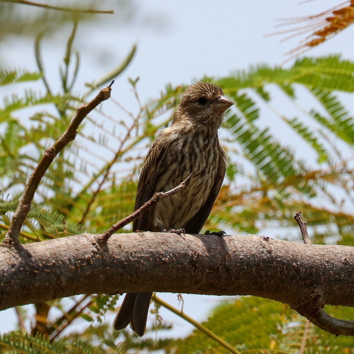 House Finch - Katie Sheppard