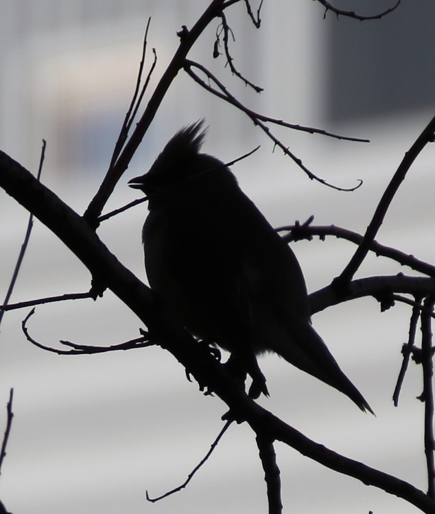 Cedar Waxwing - ML619231344