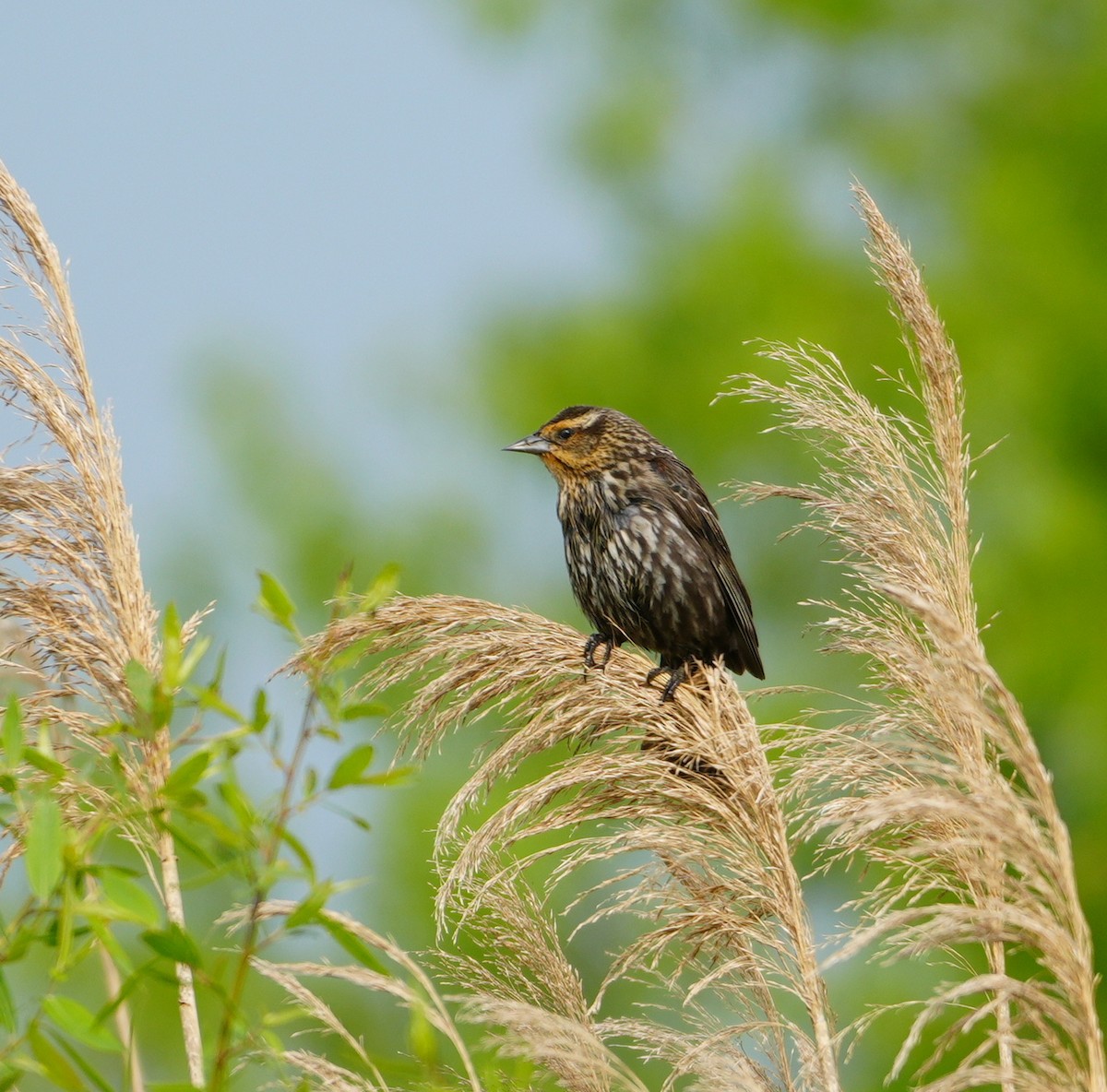 Red-winged Blackbird - Melody Ragle