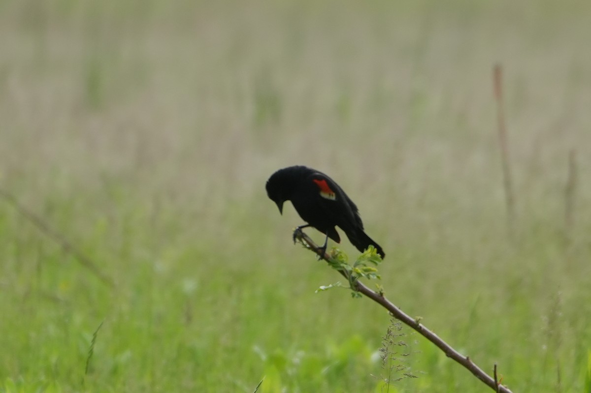 Red-winged Blackbird - Melody Ragle