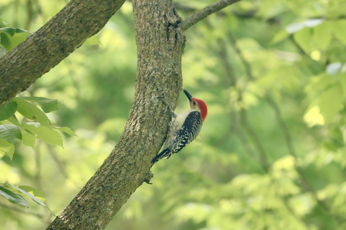 Red-bellied Woodpecker - Lisa Benjamin