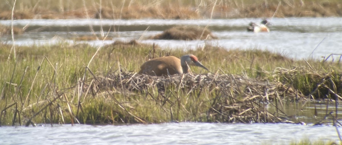 Sandhill Crane - David Sonneborn