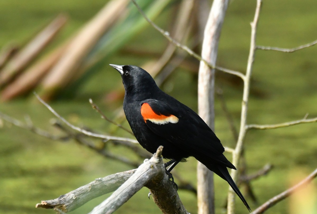 Red-winged Blackbird - Wayne Grubert