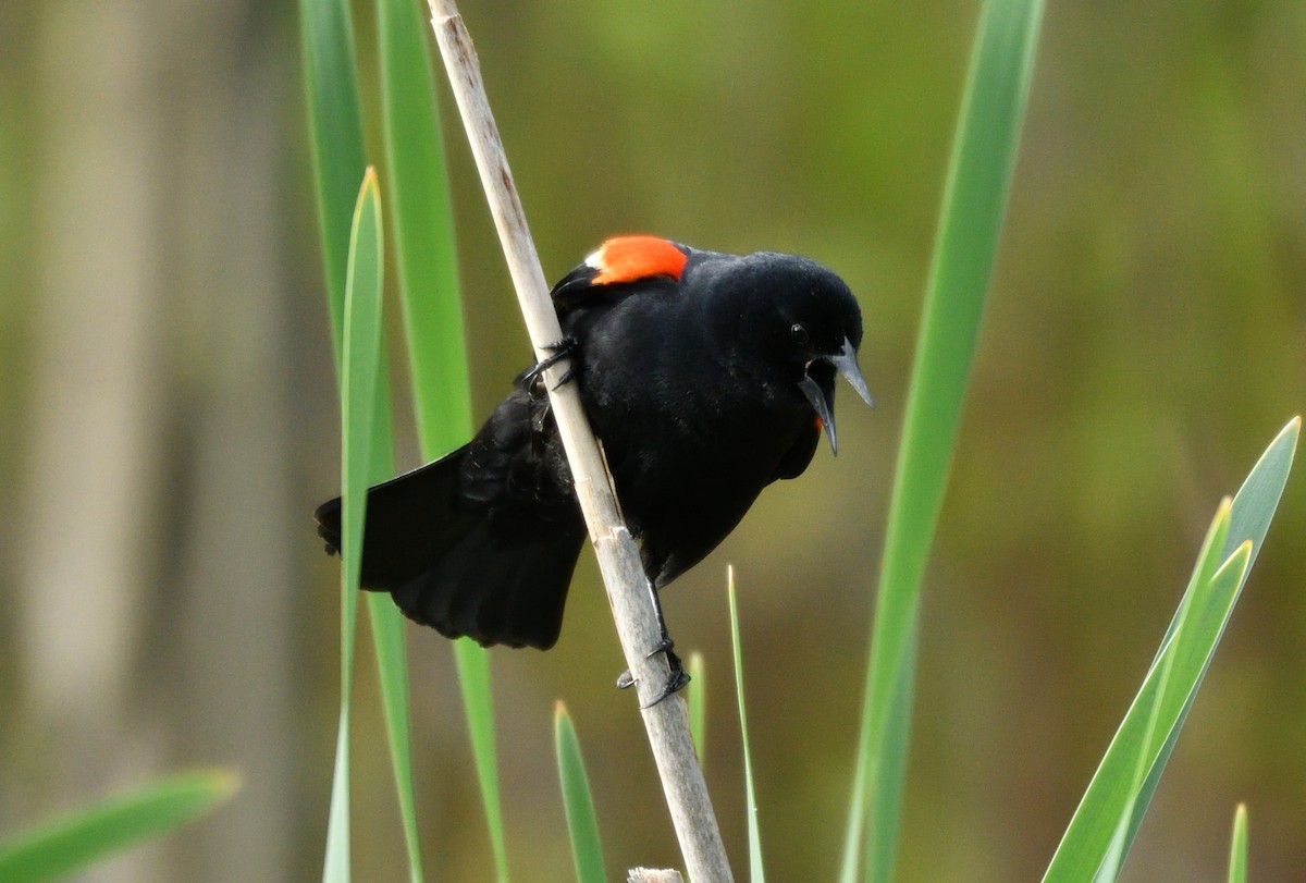 Red-winged Blackbird - Wayne Grubert