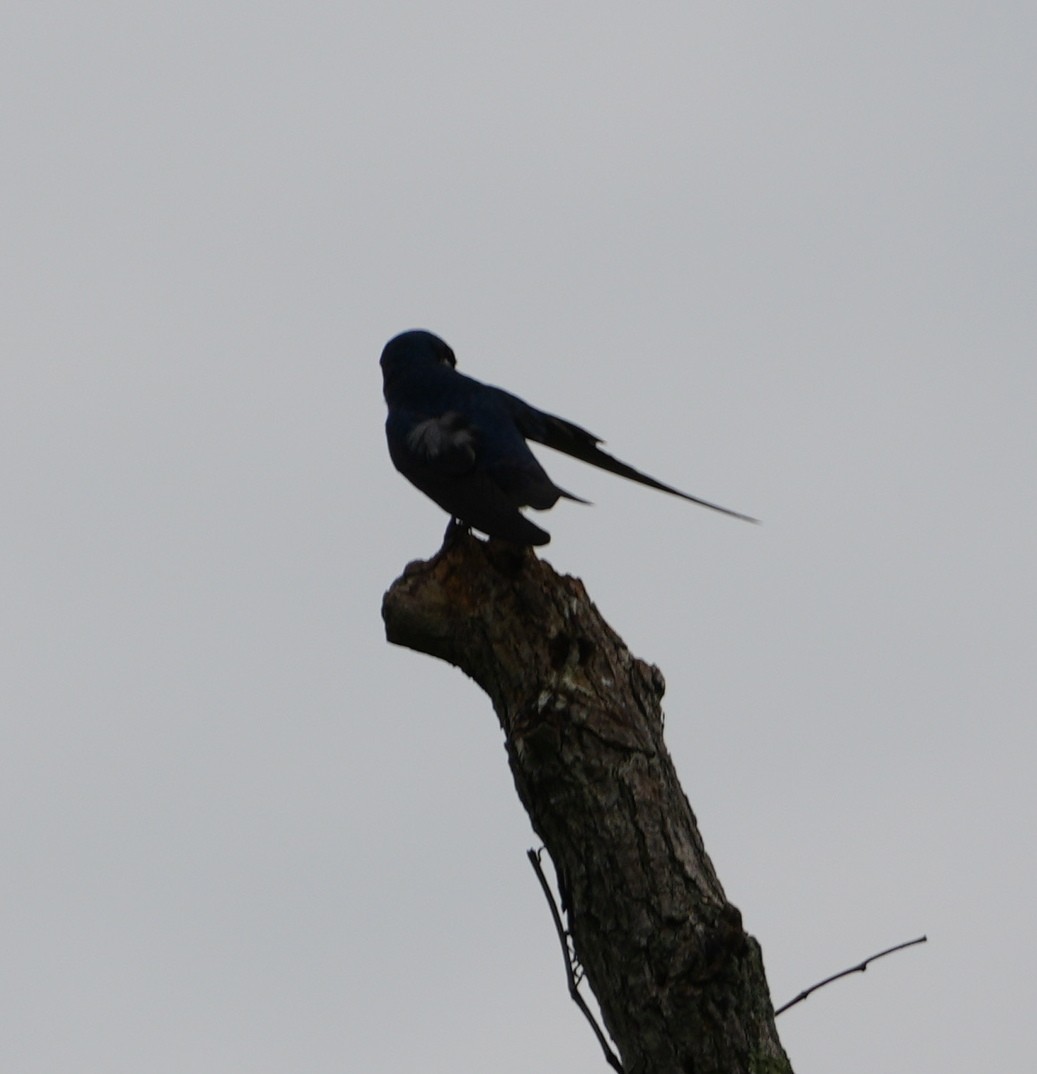 Tree Swallow - Melody Ragle