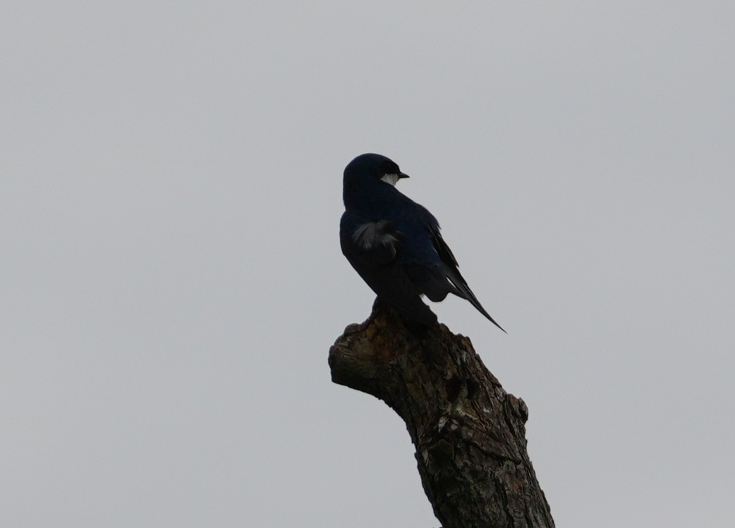 Tree Swallow - Melody Ragle