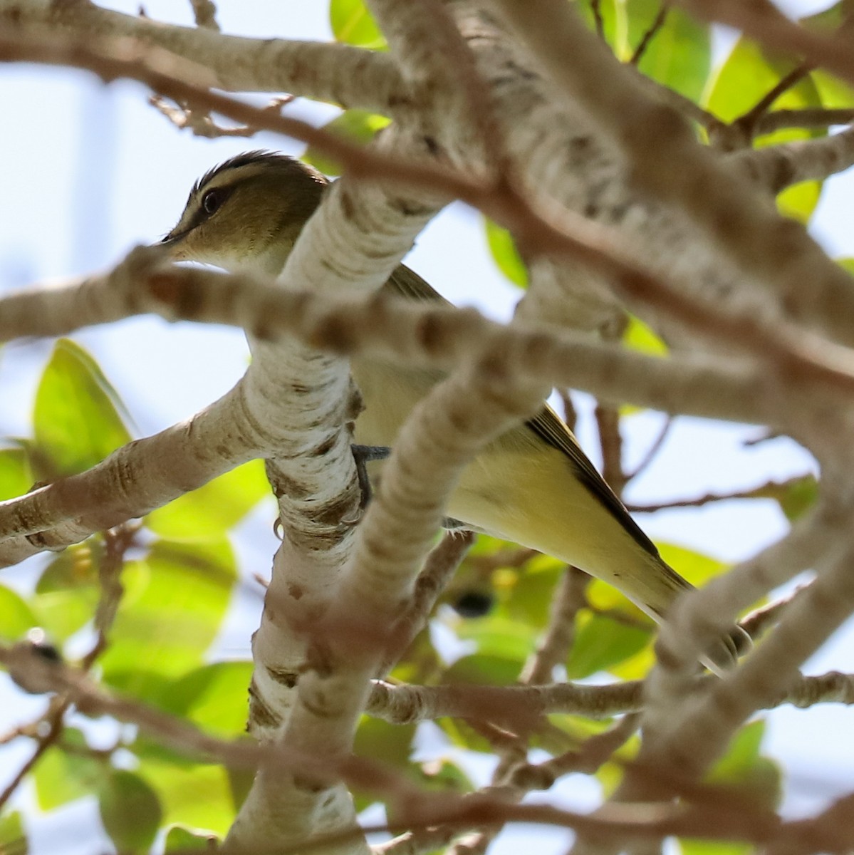 Red-eyed Vireo - Katie Sheppard