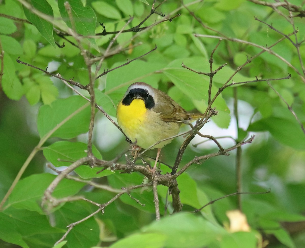 Common Yellowthroat - Daniel Loss