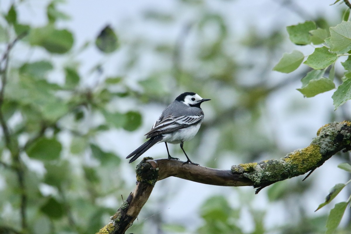 White Wagtail - Scott Clark