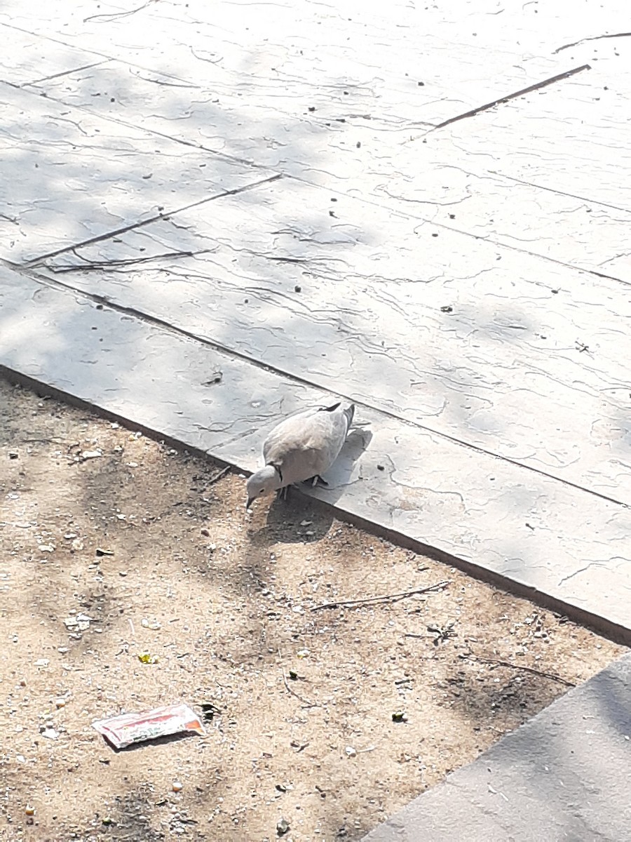 Eurasian Collared-Dove - ML619231432