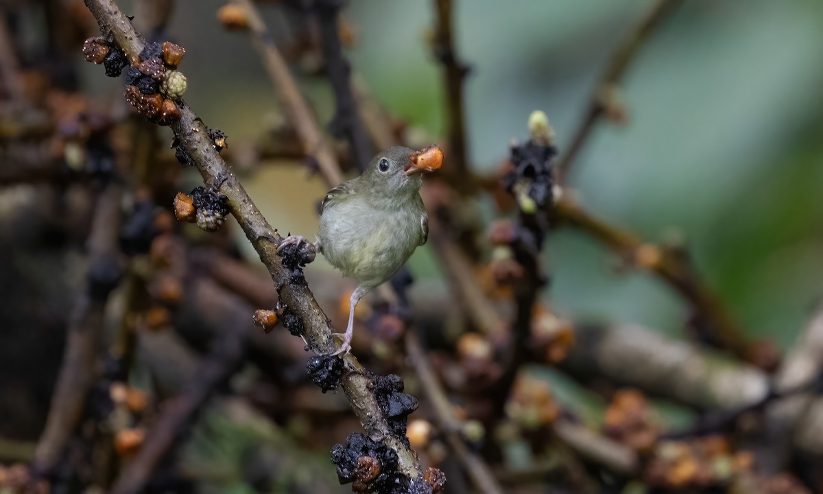White-bellied Flowerpecker - Paul Fenwick