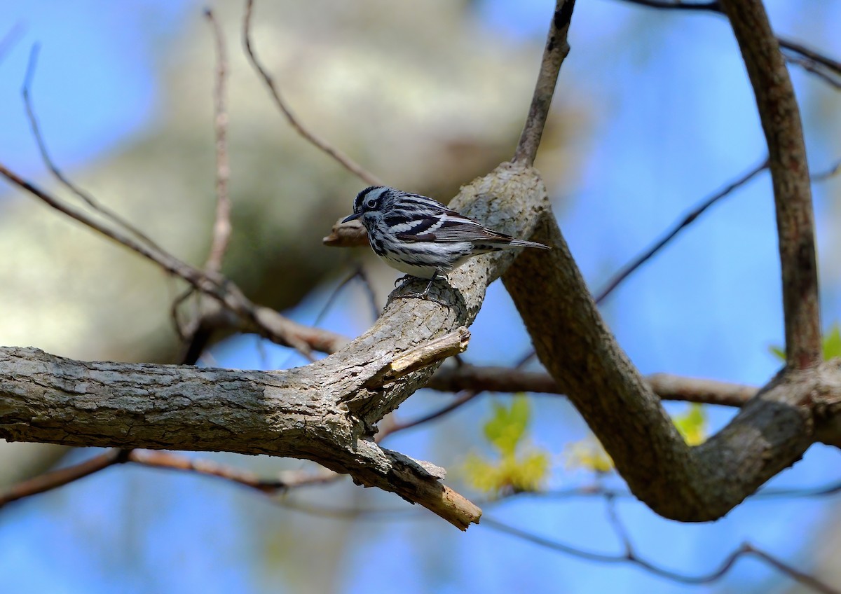 Black-and-white Warbler - LeBaron Briggs