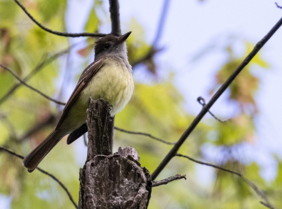 Great Crested Flycatcher - ML619231463