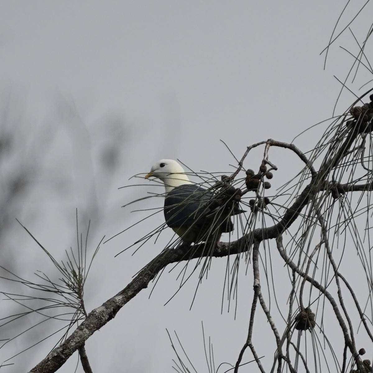 Black-backed Fruit-Dove - Simon Thornhill