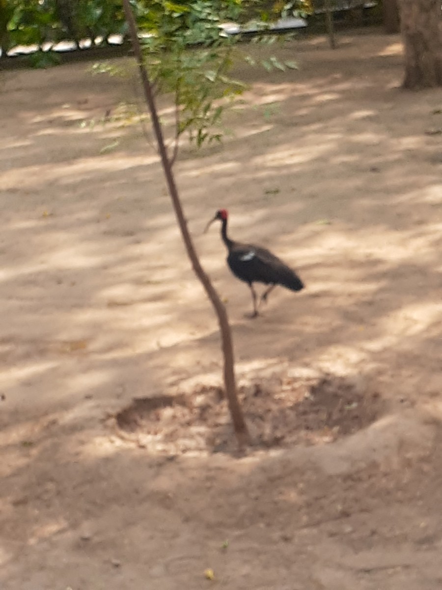 Red-naped Ibis - ML619231473