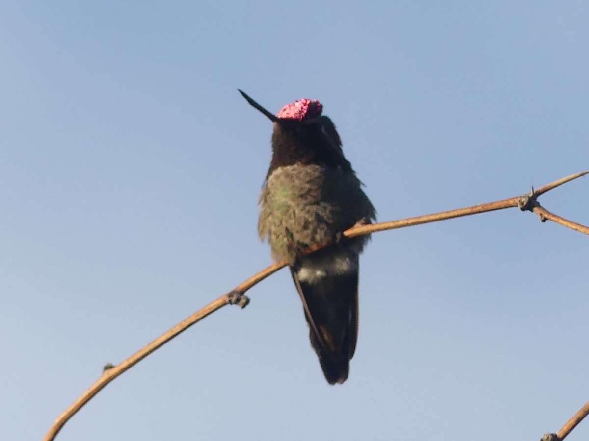 Anna's Hummingbird - Dennis Wolter