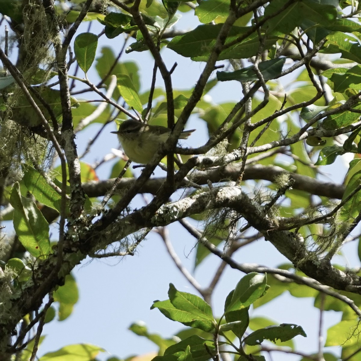 Timor Leaf Warbler (Timor) - Simon Thornhill