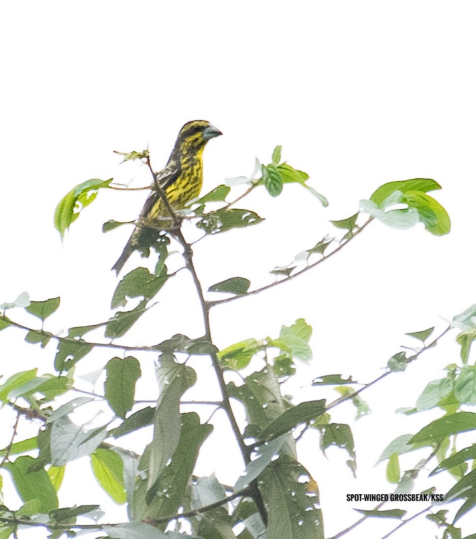 Spot-winged Grosbeak - ML619231506