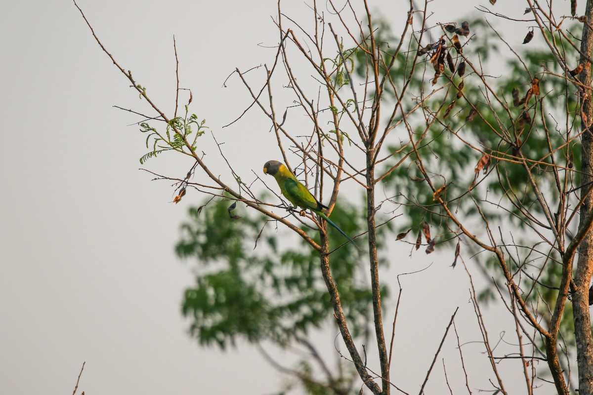 Slaty-headed Parakeet - LALIT MOHAN BANSAL