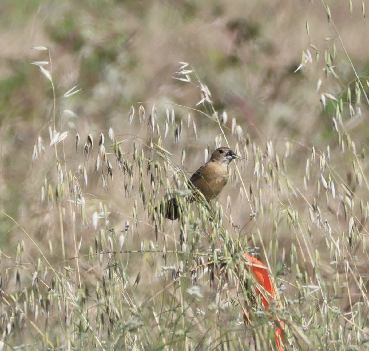 Blue Grosbeak - Tobias Felbeck