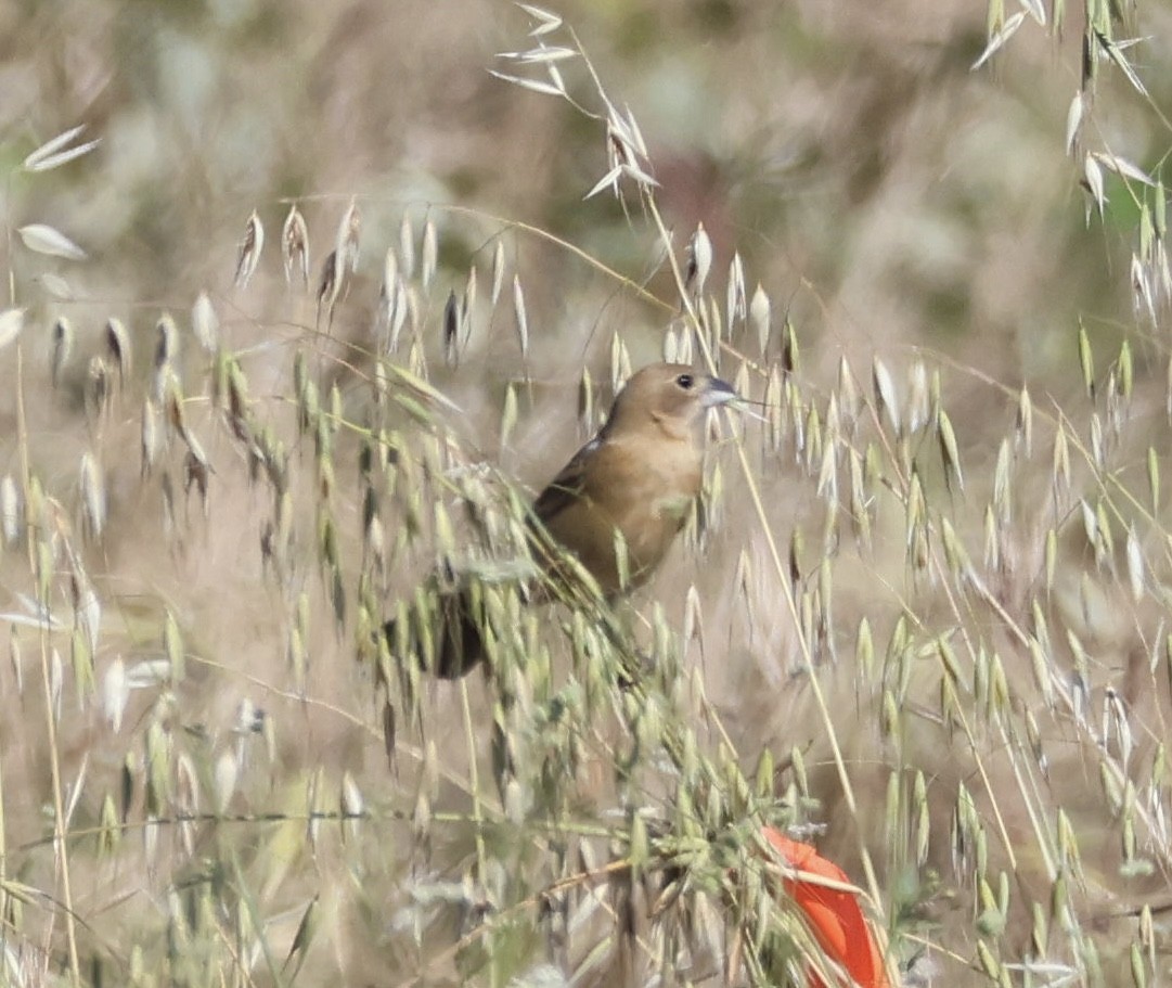 Blue Grosbeak - ML619231534