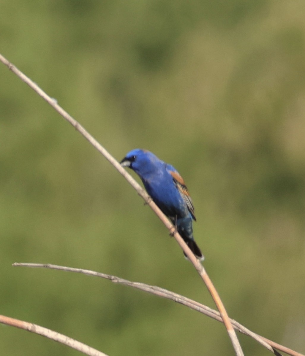 Blue Grosbeak - ML619231535