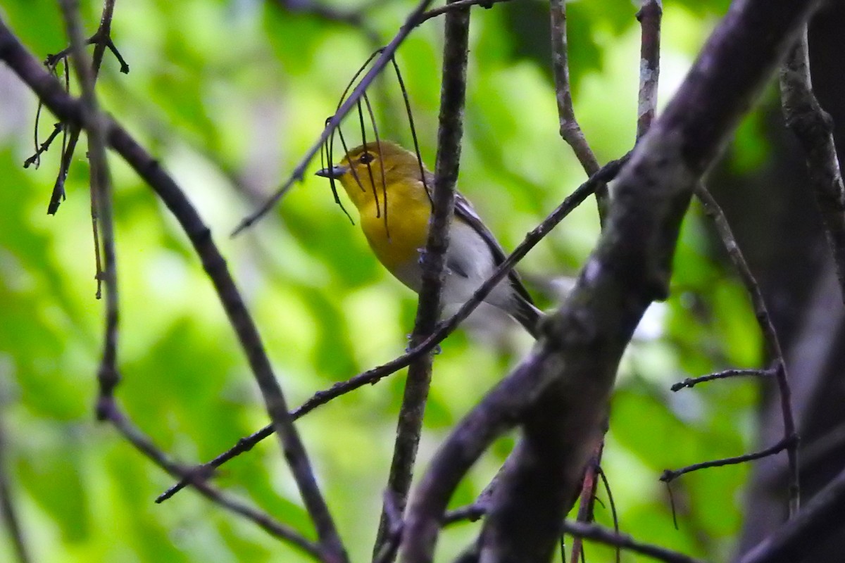 Yellow-throated Vireo - David  Clark