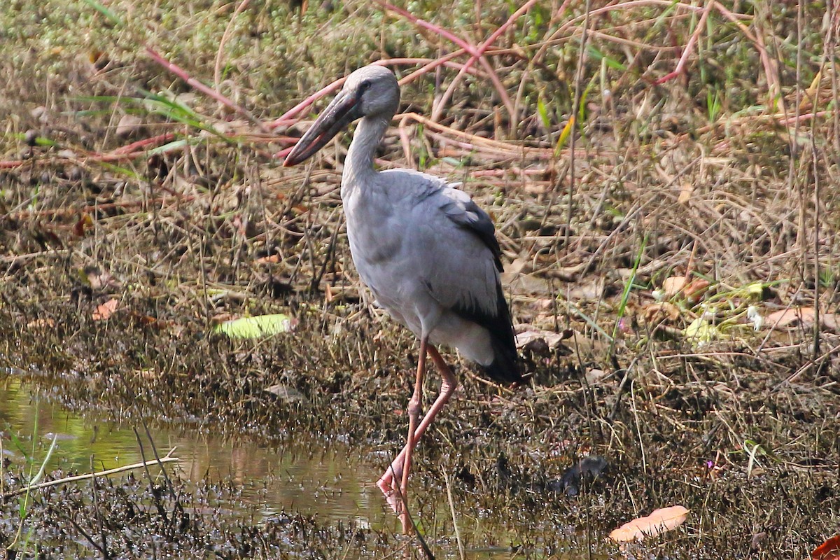 Asian Openbill - Christopher Escott